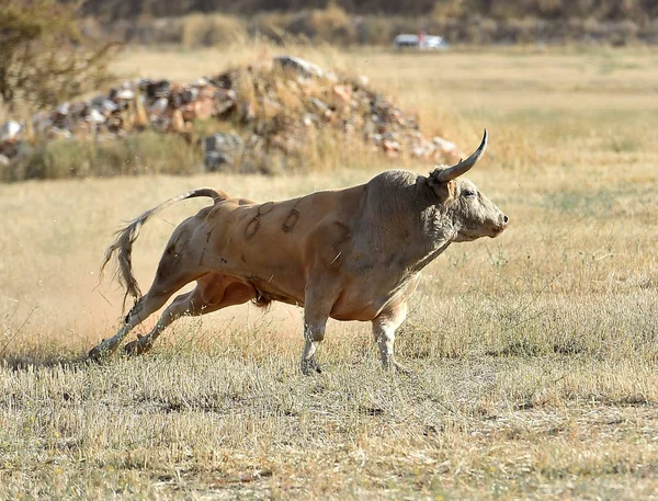 Coraggioso Toro Correre Spagna — Foto Stock