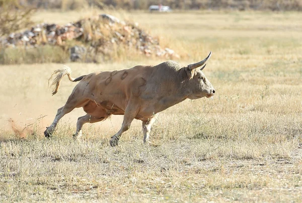 Coraggioso Toro Correre Spagna — Foto Stock