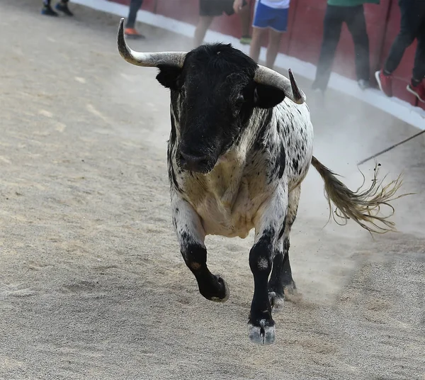 Corajoso Touro Correndo Espanha — Fotografia de Stock