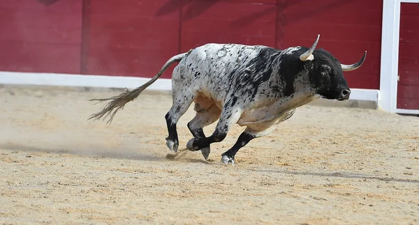 Dappere Stier Uitgevoerd Spanje — Stockfoto