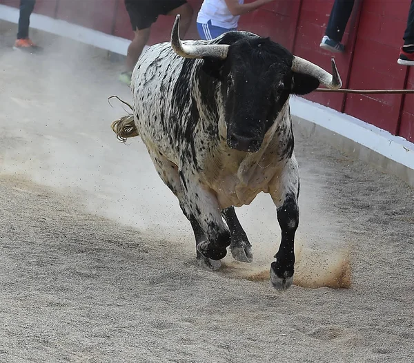 Corajoso Touro Correndo Espanha — Fotografia de Stock