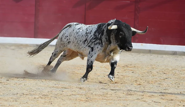 Dappere Stier Uitgevoerd Spanje — Stockfoto