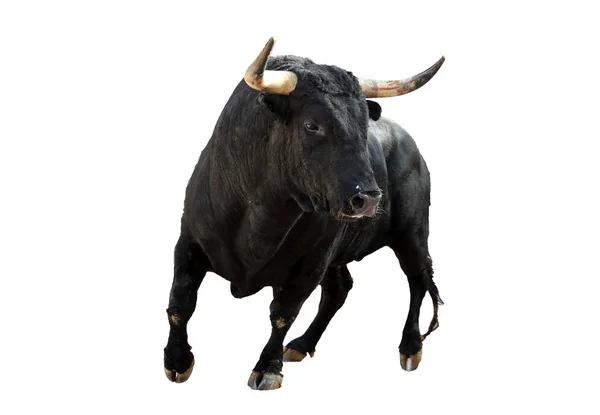 Brave Bull Hiszpanii — Zdjęcie stockowe