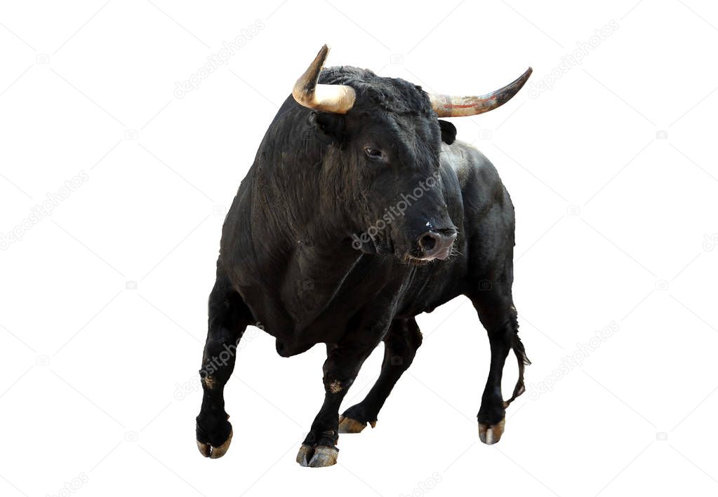 Brave bull in spain
