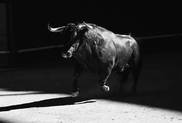 Valiente Toro España — Foto de Stock