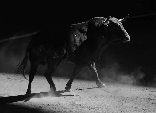 Brave Bull Spain — Stock Photo, Image