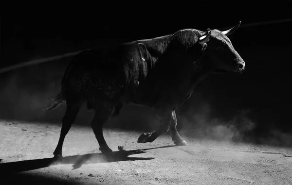 Dappere Stier Spanje — Stockfoto