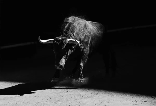 Brave Bull Hiszpanii — Zdjęcie stockowe