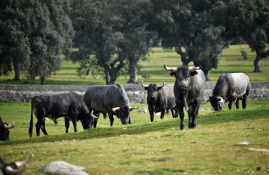 İspanya cesur boğa