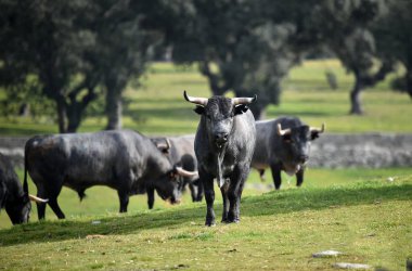 İspanya cesur boğa