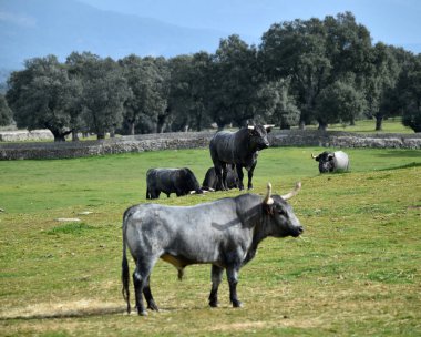 İspanya cesur boğa