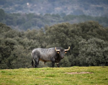 İspanya cesur boğa