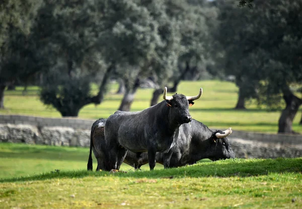 Taureau Courageux Espagne — Photo