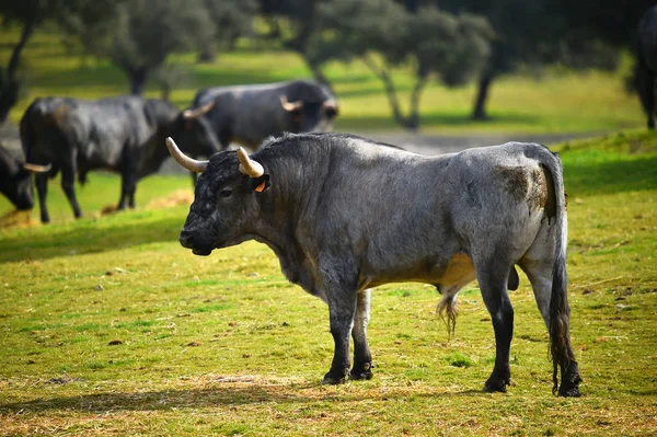 Brave Bull Spain — Stock Photo, Image
