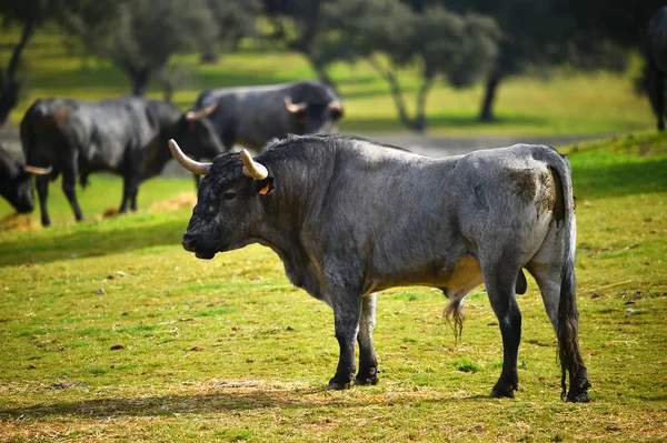 Tapferer Bulle Spanien — Stockfoto