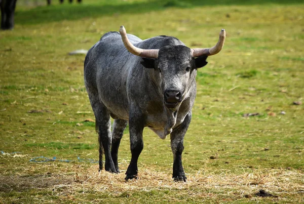 Taureau Courageux Espagne — Photo