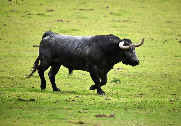 Touros Gado Que Levanta Espanha — Fotografia de Stock