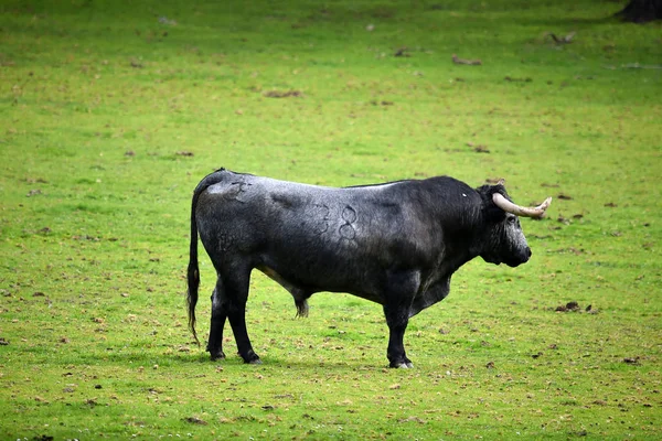 Spanya Yükselterek Sığır Üzerinde Boğa — Stok fotoğraf
