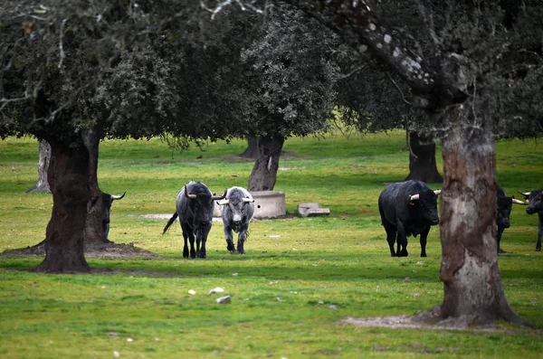 Toros Ganado Vacuno España —  Fotos de Stock