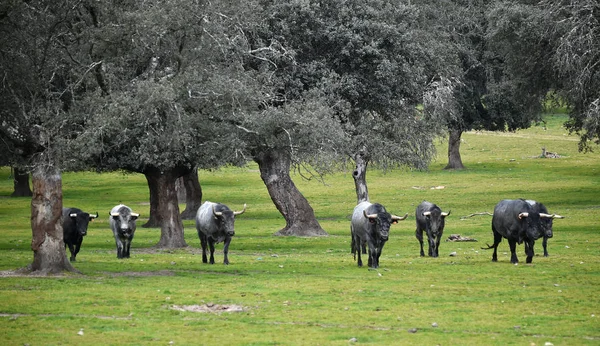 İspanya'da yükselterek sığır üzerinde boğa