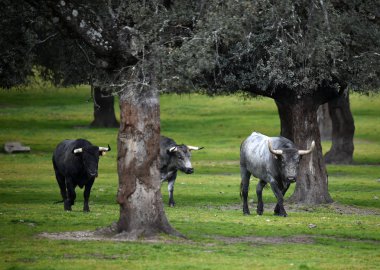 İspanya'da yükselterek sığır üzerinde boğa