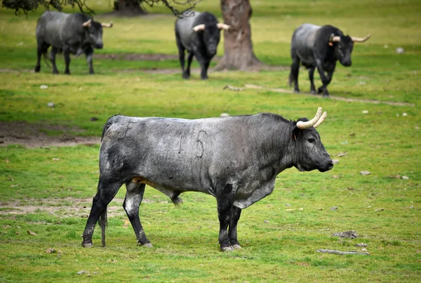 Tori Sull Allevamento Del Bestiame Spagna — Foto Stock