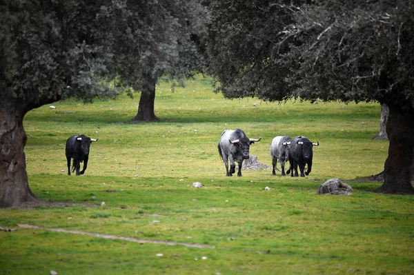 İspanya'da yükselterek sığır üzerinde boğa