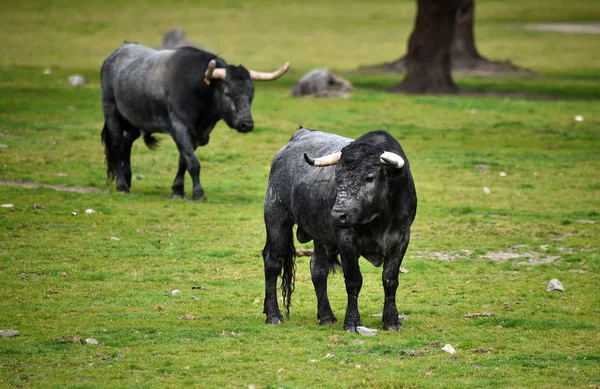 Bullen Auf Der Viehzucht Spanien — Stockfoto