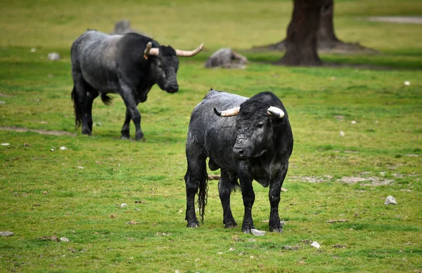 Toros Ganado Vacuno España — Foto de Stock