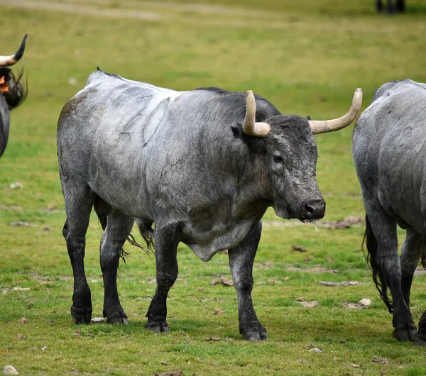 Bullen Auf Der Viehzucht Spanien — Stockfoto