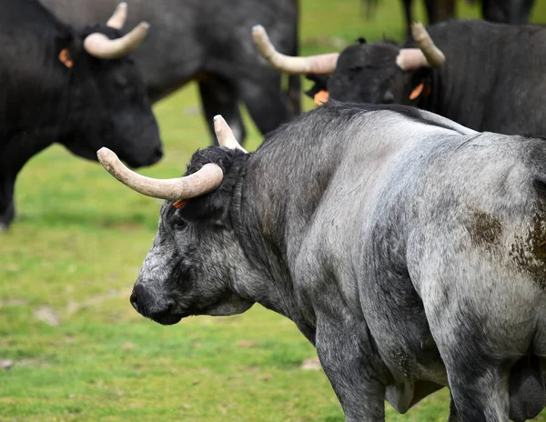 Bullen Auf Der Viehzucht Spanien — Stockfoto