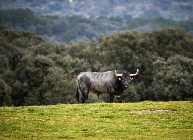 İspanya büyük boğa