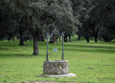 İspanya büyük boğa