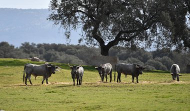 İspanya büyük boğa