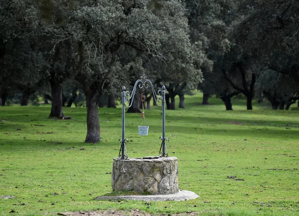 İspanya büyük boğa