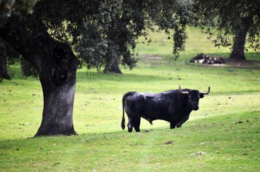 İspanyol alan'e kadar aramazsam