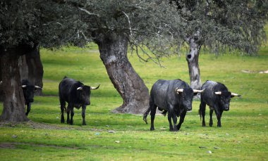 İspanyol alan'e kadar aramazsam