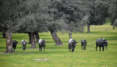 İspanyol alan'e kadar aramazsam