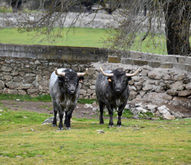 İspanyol alan'e kadar aramazsam