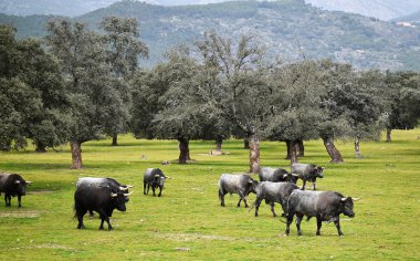 İspanyol alan'e kadar aramazsam