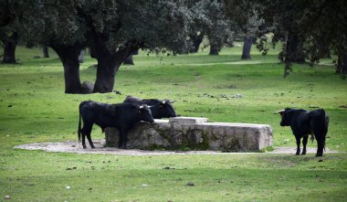 İspanyol alan'e kadar aramazsam