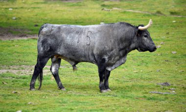 İspanyol alan'e kadar aramazsam