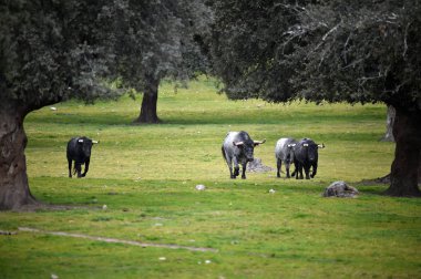 İspanyol alan'e kadar aramazsam