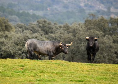 İspanyol alan'e kadar aramazsam