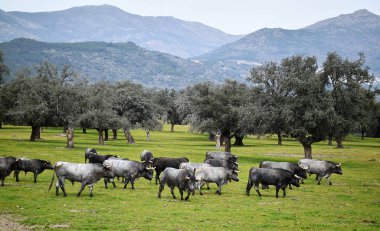 İspanyol alan'e kadar aramazsam