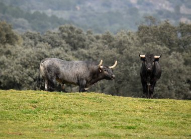 İspanyol alan'e kadar aramazsam