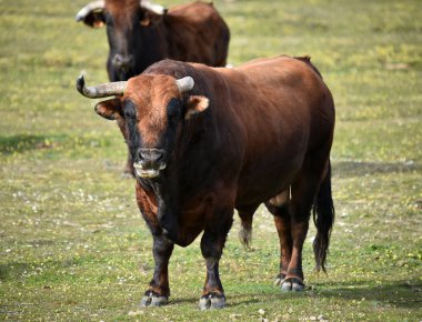 İspanyol alan'e kadar aramazsam