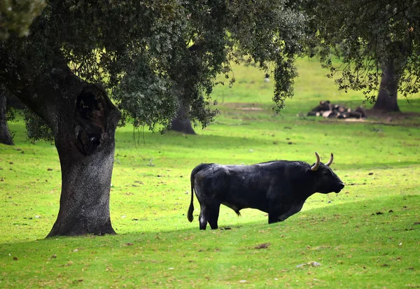 Toros Campo Español —  Fotos de Stock