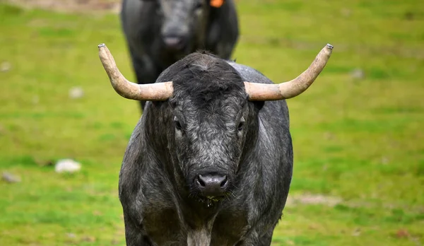 Bulls Spanish Field — стоковое фото
