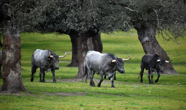 Toros Campo Español — Foto de Stock